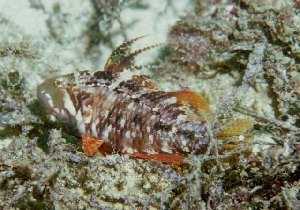  Pteragogus flagellifer (Cocktail Wrasse)